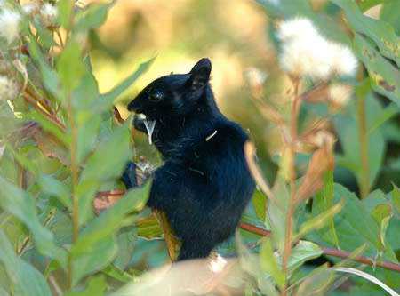 Incríveis animais pretos a98232_melanistic_2-squirrel