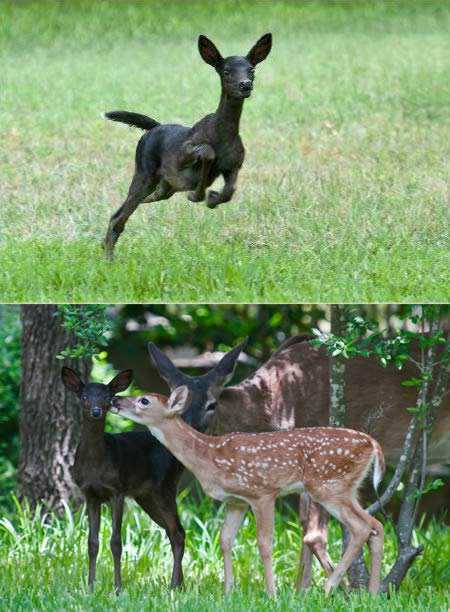 Incríveis animais pretos a98232_melanistic_4-fawn