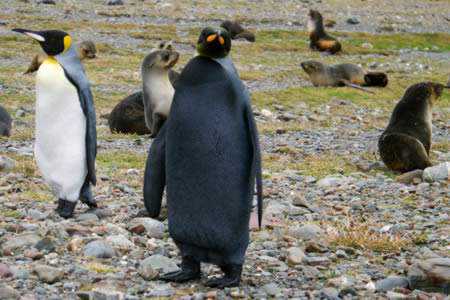 Incríveis animais pretos a98232_melanistic_5-penguin
