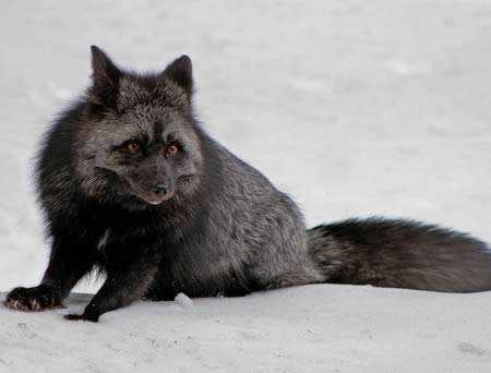 Incríveis animais pretos a98232_melanistic_6-fox
