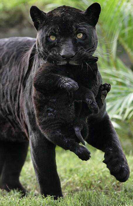 Incríveis animais pretos bce9c85254c783dfc9dd904e34f13f06