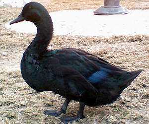 Incríveis animais pretos melanism