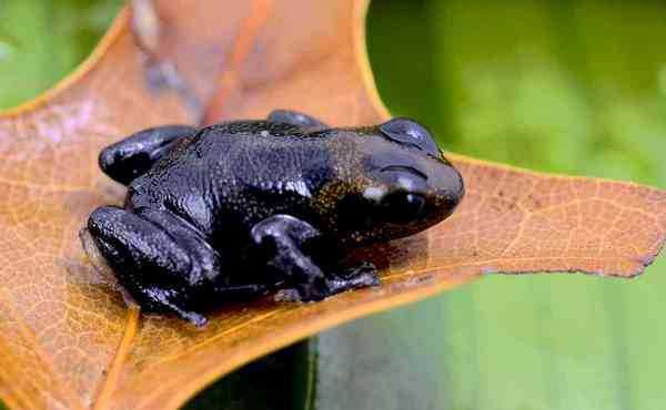 Incríveis animais pretos melanistic-animals23
