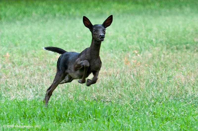Incríveis animais pretos melanistic-black-fawn