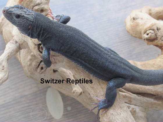 Incríveis animais pretos melanistic1ca.jpg.w560h420