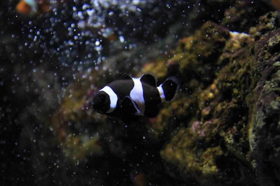 Incríveis animais pretos melanistic_clownfish_by_random_person101-d4hgzj5