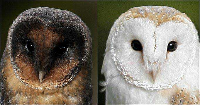 Incríveis animais pretos owlmain_611878a