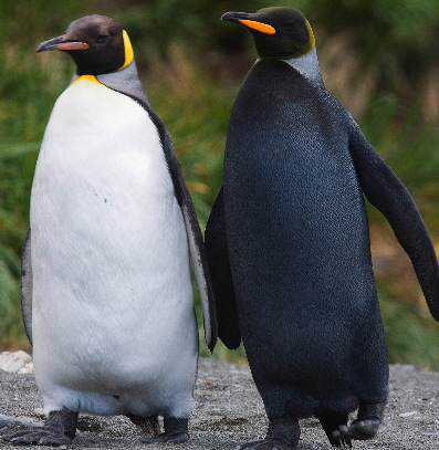 Incríveis animais pretos penguins