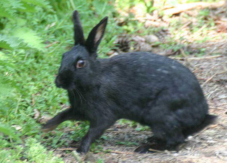 Incríveis animais pretos rabbit melanistic 23.04.11
