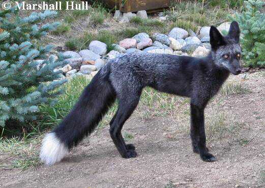 Incríveis animais pretos silver_fox_01