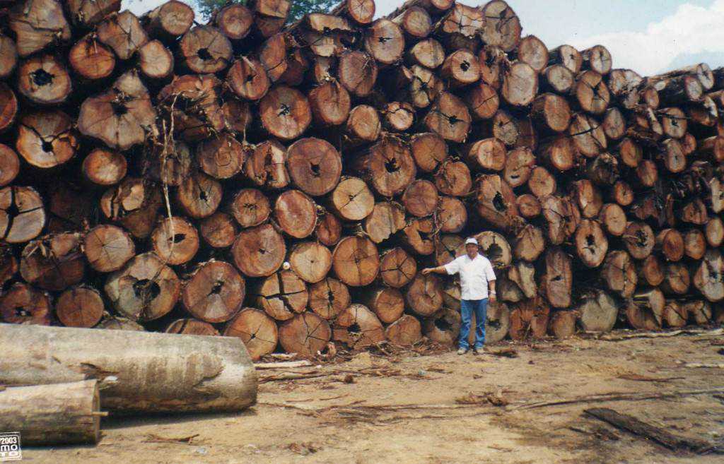 Madeireiros cortam acidentalmente a árvore mais antiga do mundo na Amazônia As apreensões de madeira ilegal representa um percentual ínfimo, inócuo diante da devastação permanente das multinacionais da exploração.