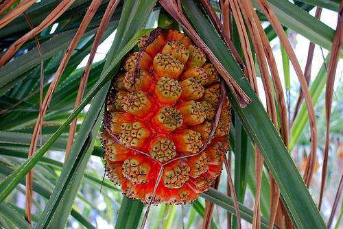 Frutas esquisitas Parece que se chama Screw Pine