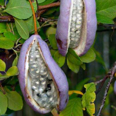 Frutas esquisitas Akebia Quinata