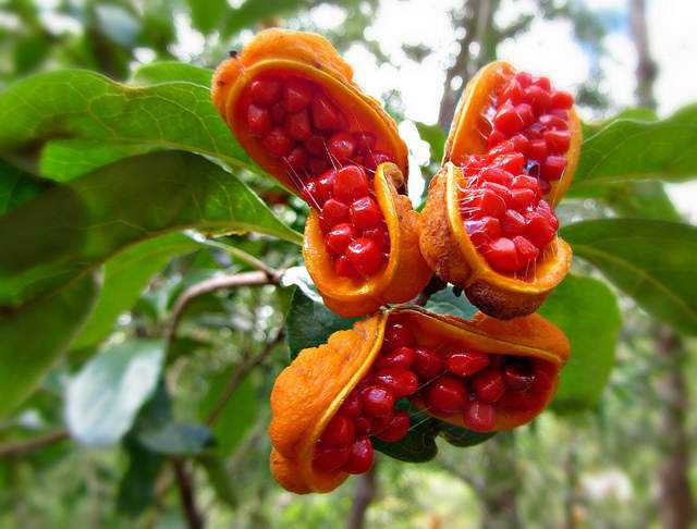 Frutas esquisitas Pittosporum Rubiginosum