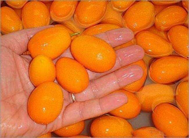 Frutas esquisitas Kumquat
