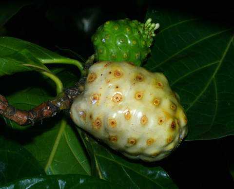Frutas esquisitas Noni (como vai sua tripofobia?)