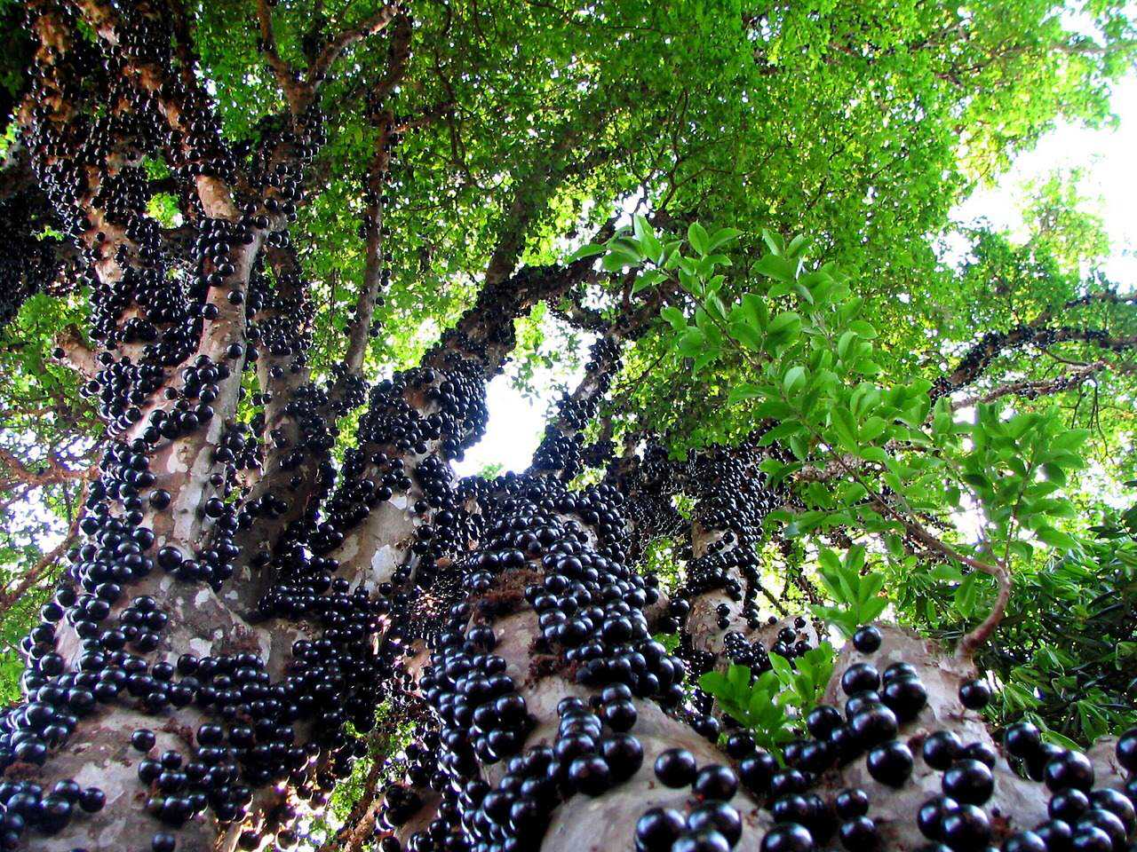 Frutas esquisitas Jaboticaba