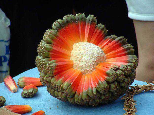Frutas esquisitas efc3663acb9c9a39fa3fba3b58482824