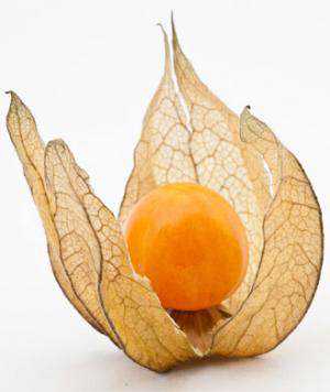 Frutas esquisitas husk-cherry-329