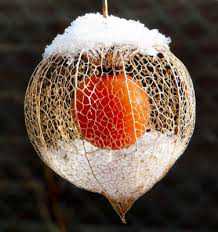 Frutas esquisitas images (79)