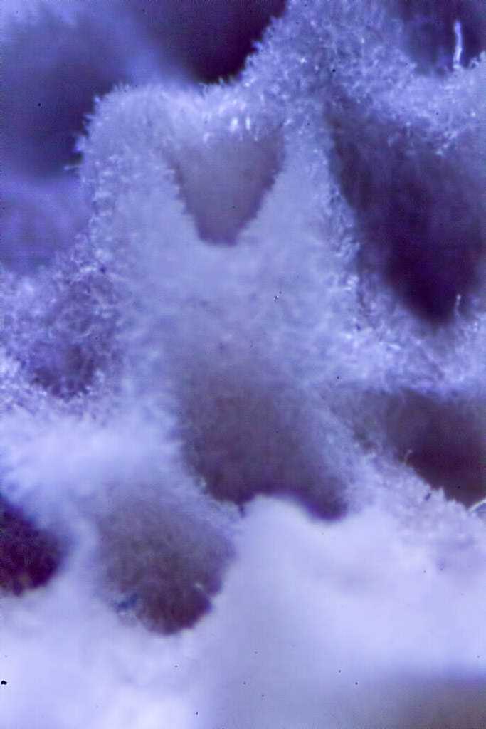 Ultra macro - mais algumas fotos fungo1