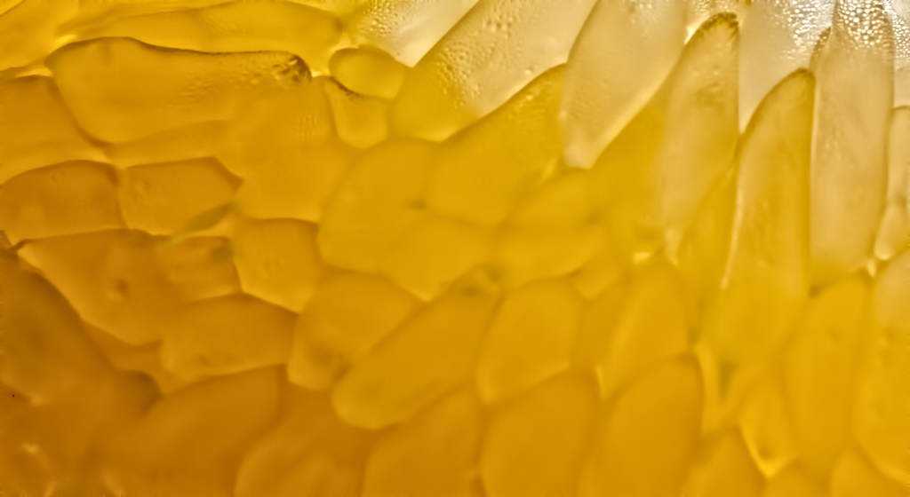 O que é isso que eu fotografei? macrotangerina_low