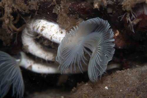 O verme bizarro White-Crown-Calareous-Tube-Worm_sm