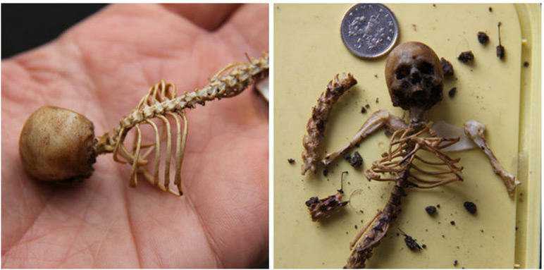 O micro esqueleto descoberto na floresta: Esqueleto de uma fada? fada1