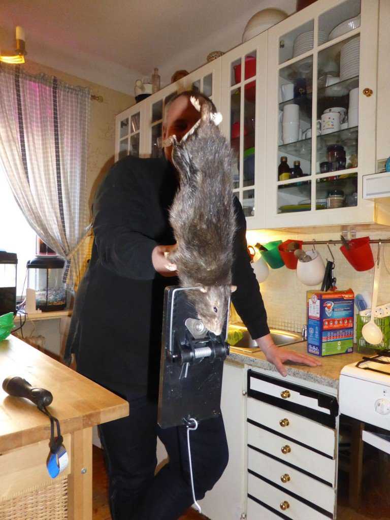 O bizarro homem comedor de ratos rat outta hell 1