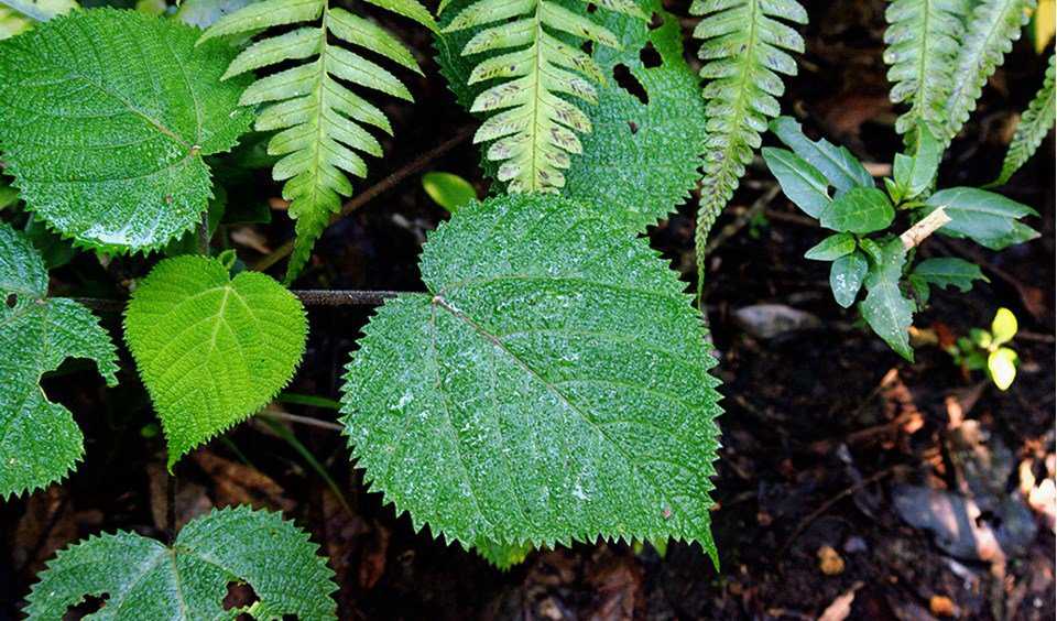 A planta mais perigosa da face da Terra Stinging_Tree-wiki-Rainer-Wunderlich