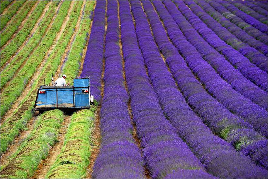 Foto Gump do dia: Colheita de lavanda alfazema1