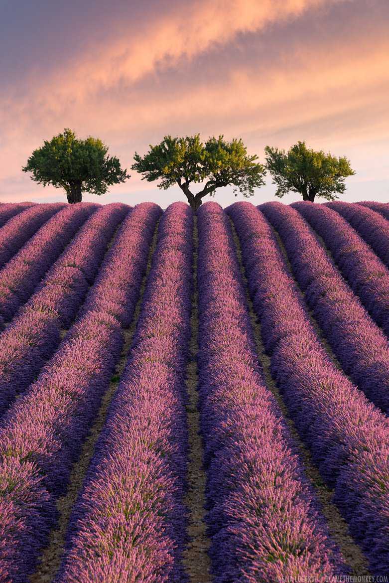 Foto Gump do dia: Colheita de lavanda Long rows of beautiful lavender lead into three perfect trees.