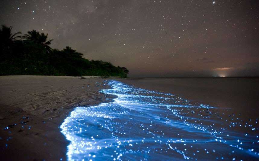 Foto Gump do dia: Mar de estrelas biobay-525b45df4203c38f2c00061a