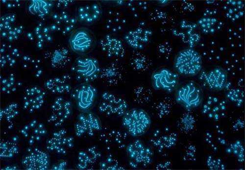 Foto Gump do dia: Mar de estrelas bioluminescence+microorganisms
