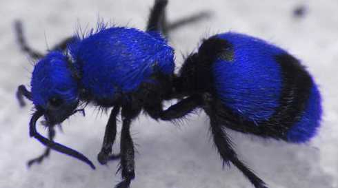 Velvet ants: vespas perigosas que parecem formigas Velvet ants