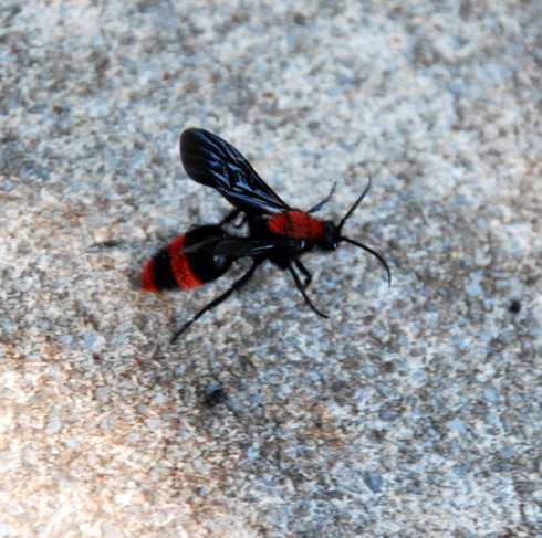 Velvet ants: vespas perigosas que parecem formigas copy_of_velvet_ant_male2