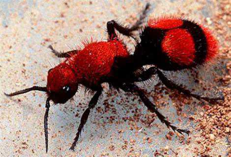 Velvet ants: vespas perigosas que parecem formigas Velvet ants