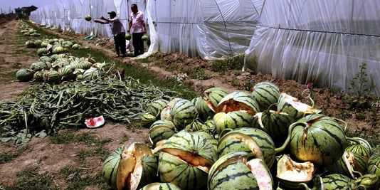 Do camarão com gelatina ao leite com tinta - 10 escândalos alimentares na China exploded-watermelon