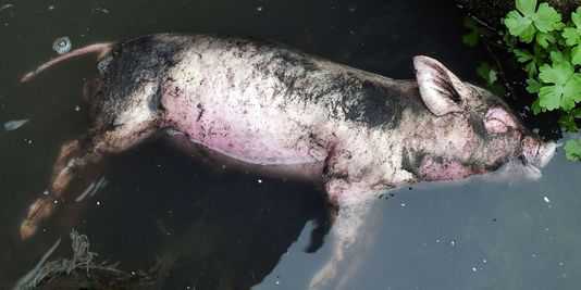 Do camarão com gelatina ao leite com tinta - 10 escândalos alimentares na China huangpu-dead-pigs