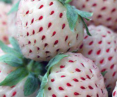Foto Gump do dia: Morangos brancos interesting-facts-about-strawberry-pineberry-21694997