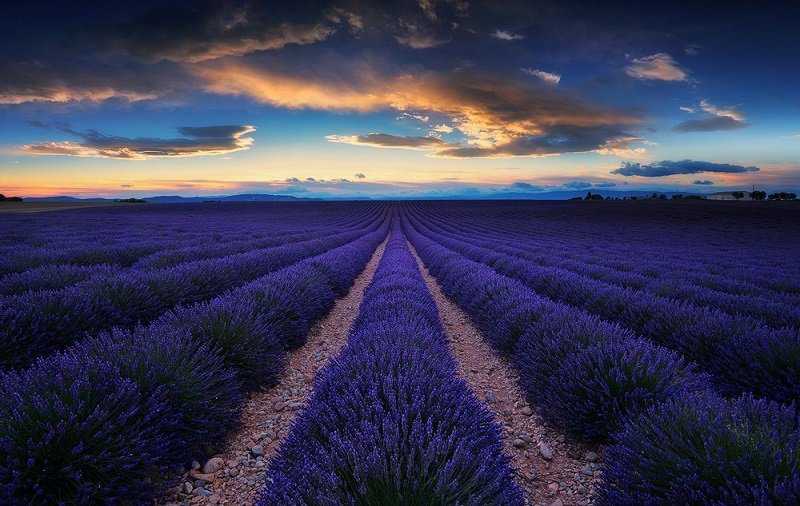 Foto Gump do dia: Colheita de lavanda lavda