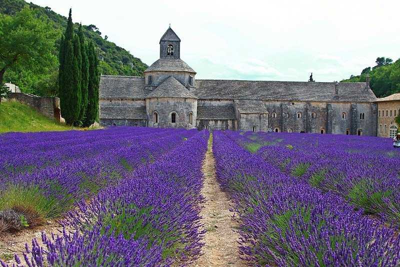 Foto Gump do dia: Colheita de lavanda lavda2