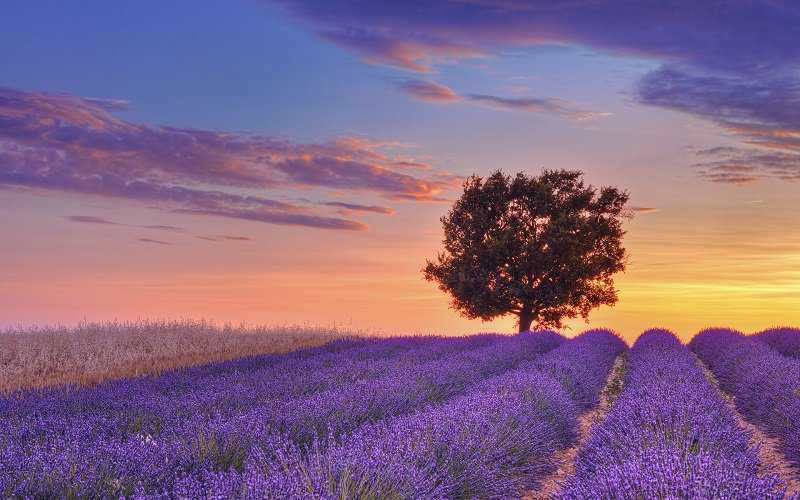Foto Gump do dia: Colheita de lavanda lavda4