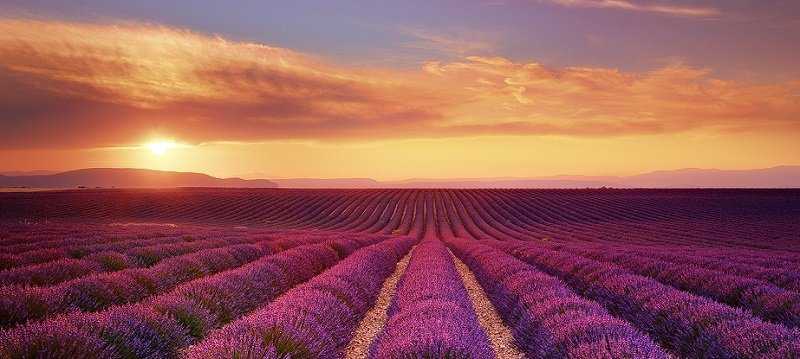 Foto Gump do dia: Colheita de lavanda lavda5