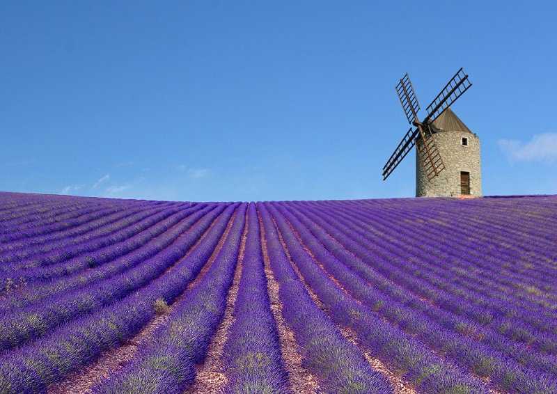 Foto Gump do dia: Colheita de lavanda ?????????? ???? ???????? ??????????? ? ????? ?? ??????? ???? ??????? ???????? ??? ?????????? ???? ??? Lavender fields Provence Travel and Recreation in France ????????? - ?????????? ??????? ? ???????? ?? ???-??????? ???????, ??????? ???????? ?????? ??????????? ??????, ???????????? ???????? ? ???? ? ?????? ??????? ????????? ?????? ??????? ?? ?????? ????? ????. ????? ????????? ???????? ????: https://goo.gl/Ebj2wp
