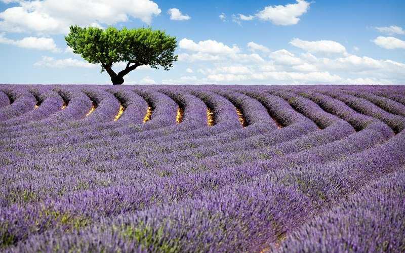 Foto Gump do dia: Colheita de lavanda lavda7
