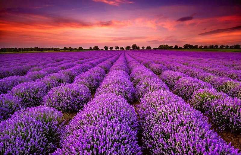 Foto Gump do dia: Colheita de lavanda lavda8