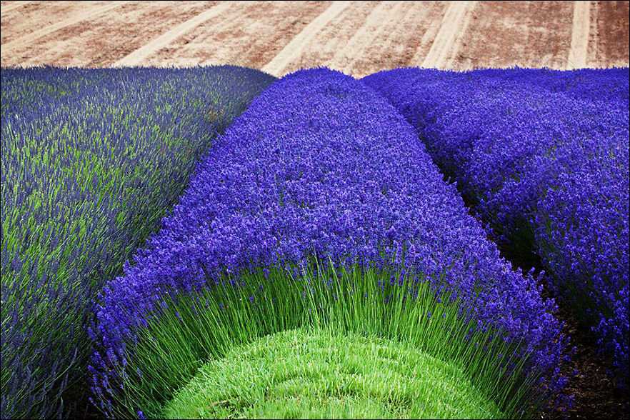 Foto Gump do dia: Colheita de lavanda lavender-003