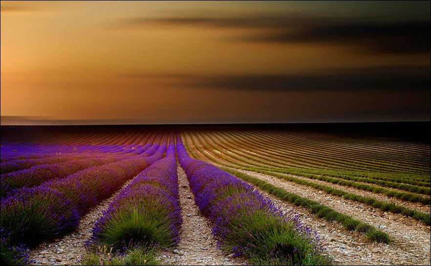 Foto Gump do dia: Colheita de lavanda lavender-004