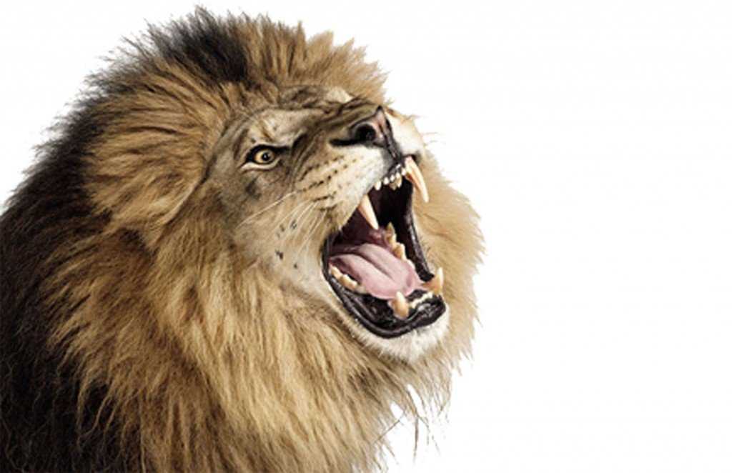 Vivendo com o leão & meu sonho de hoje lions-roar1